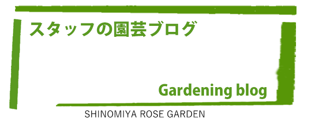 マリーアントワネット 篠宮バラ園
