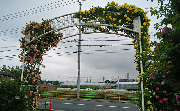 クライミングプランツ つるバラ でたのしむ風景美 篠宮バラ園