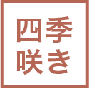 四季咲き