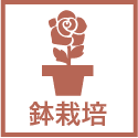 鉢栽培