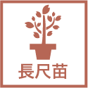 長尺苗
