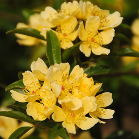 モッコウバラ 白一重 バラ苗の通販の篠宮バラ園