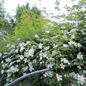 モッコウバラ 白一重 バラ苗の通販の篠宮バラ園