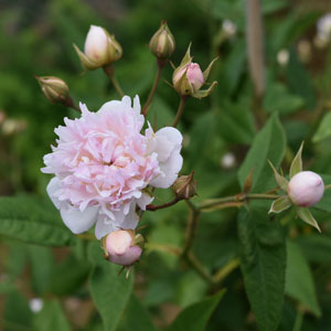 棘が少ない 篠宮バラ園