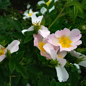 ローズヒップが楽しめる 篠宮バラ園