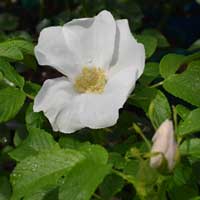 ロサ ルゴサ バラ苗の通販の篠宮バラ園