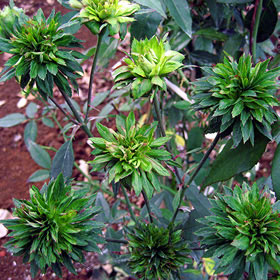 グリーン ローズ バラ苗の通販の篠宮バラ園