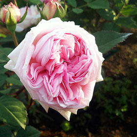 ロサ ガリカ ウェルシコロル オールドローズ苗 【公式通販】