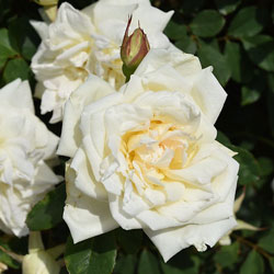 チャイナローズ 篠宮バラ園