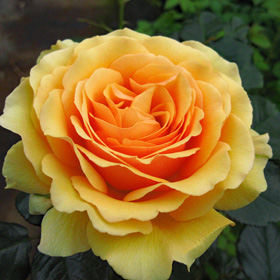 ラ ドルチェ ヴィータ バラ苗の通販の篠宮バラ園