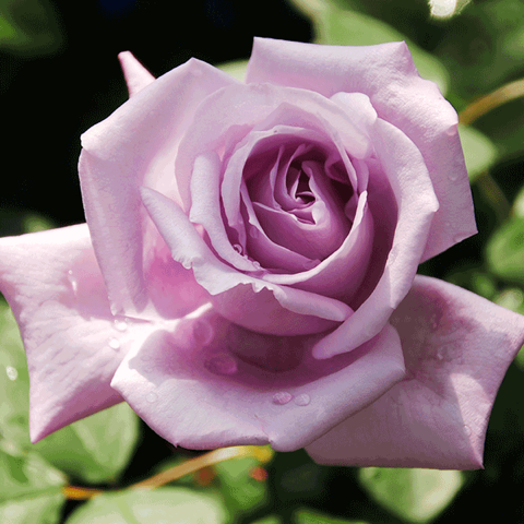 すべての美しい花の画像 元のブルー ムーン 薔薇 花 言葉 すべての美しい花の画像 元のブルー ムーン 薔薇 花 言葉