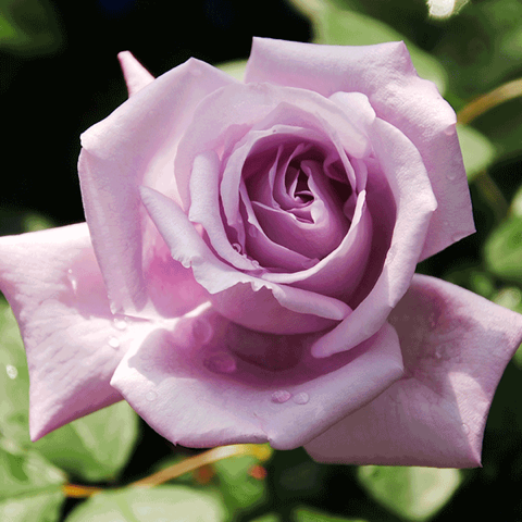 すべての美しい花の画像 元のブルー ムーン 薔薇 花 言葉