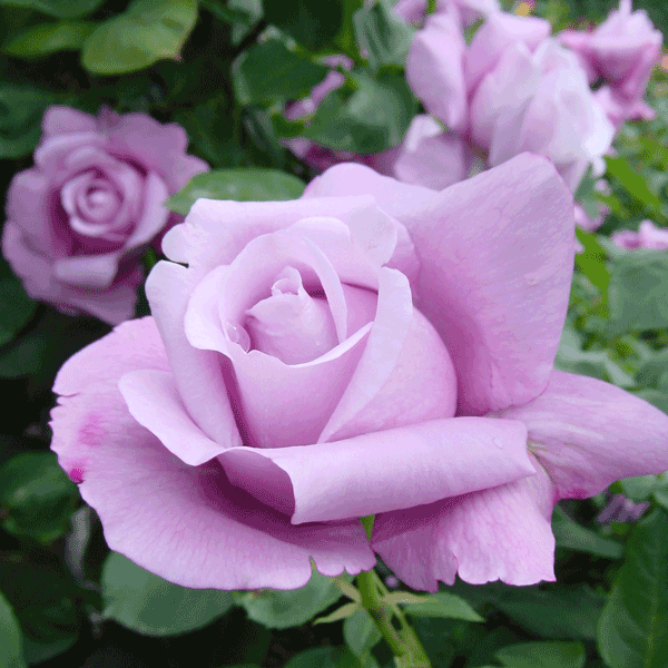 新鮮なブルー ムーン 薔薇 花 言葉 すべての美しい花の画像