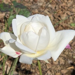 フラゴナール バラ苗の通販の篠宮バラ園