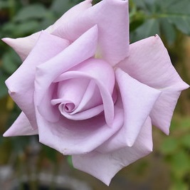 初心者でも育てやすい 篠宮バラ園