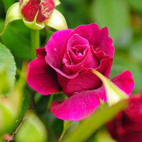 イントリーグ バラ苗の通販の篠宮バラ園