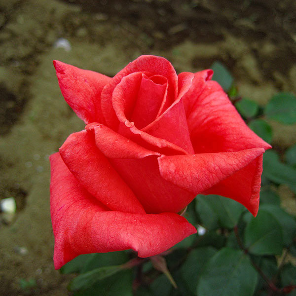 ベスト花 クイーンエリザベスバラ 最高の花の画像 ベスト花 クイーンエリザベスバラ 最高の花の画像