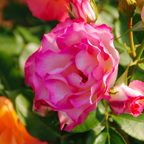 初心者でも育てやすい 篠宮バラ園