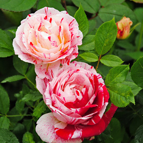 センチメンタル バラ苗の通販の篠宮バラ園