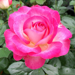 人気品種 篠宮バラ園