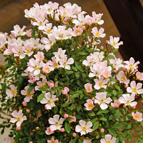 安曇野 バラ苗の通販の篠宮バラ園