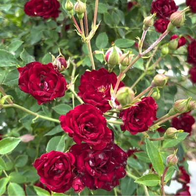 コンパクトなつるバラ | バラ苗の通販の篠宮バラ園