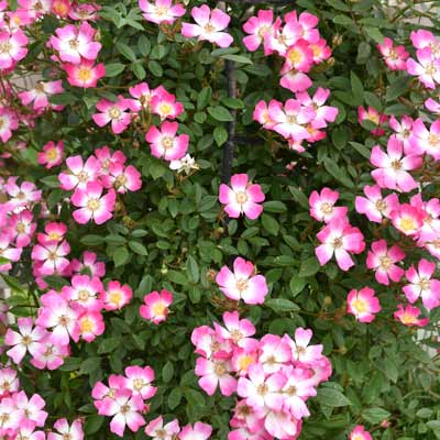 【新苗4号ポット】あずみの・安曇野（自家栽培の健康台木使用）