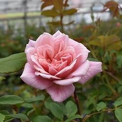 つるセシル ブリュネ バラ苗の通販の篠宮バラ園