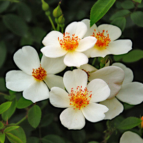 緑光 バラ苗の通販の篠宮バラ園