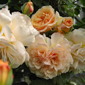 棘が少ない 篠宮バラ園