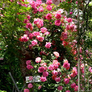 アンジェラ バラ苗の通販の篠宮バラ園