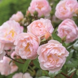 マダム フィガロ バラ苗の通販の篠宮バラ園