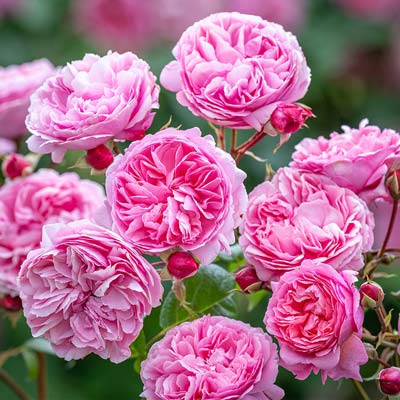 【7号鉢2年生苗】ペネロピ ライヴリー