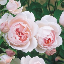 マダム フィガロ バラ苗の通販の篠宮バラ園