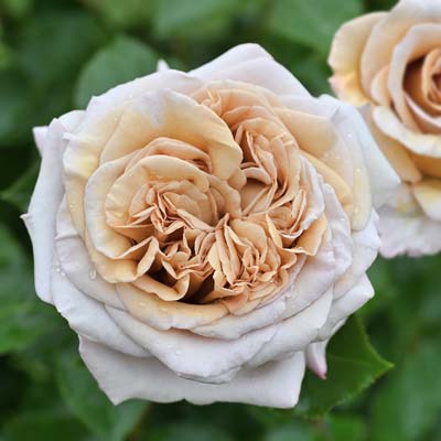 【7号鉢2年生苗】ラリ デ ガゼル