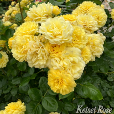 【7号鉢2年生苗】ベル ロマンティカ