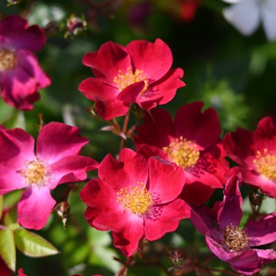 【7号鉢2年生苗】カネット