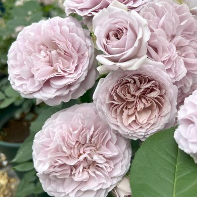 【7号鉢2年生苗】ル ソワール　《最新品種》