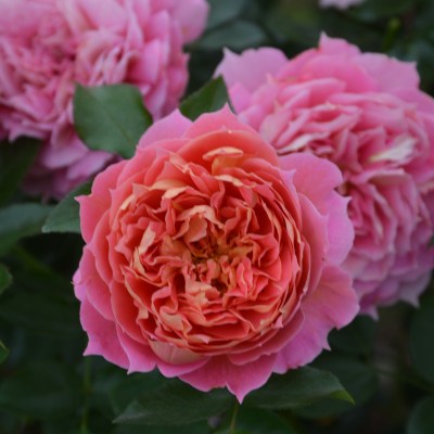 【7号鉢2年生苗】ジャズ　《最新品種》