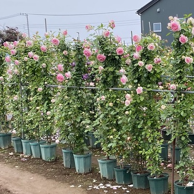 【長尺苗8号鉢】ピエール ドゥ ロンサール（自家栽培の健康台木使用）※送料込み