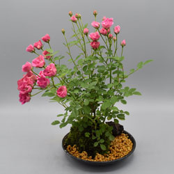 ミニバラ盆栽 篠宮バラ園