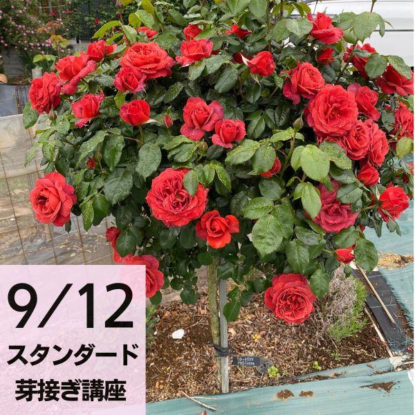 【スタンダードローズ芽接ぎ体験講座】26年9月12日(土)10:00～