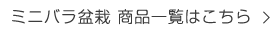 ミニバラ盆栽 商品一覧はこちら