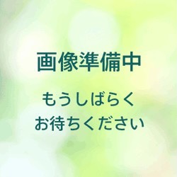 【新苗4号ポット】ロサ サンクタ（自家栽培の健康台木使用）