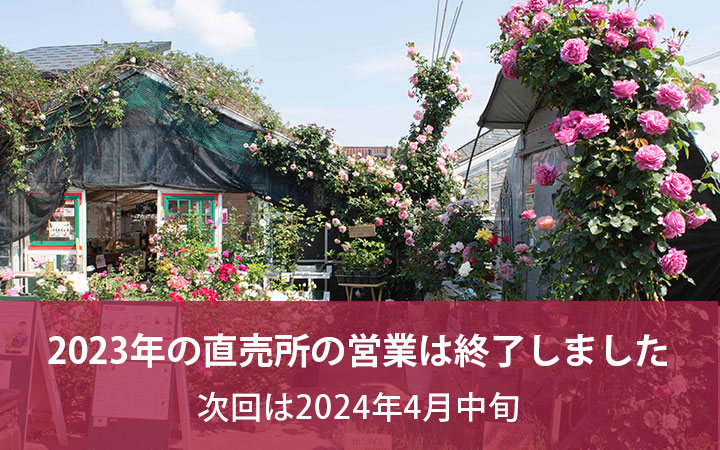 公式】バラ苗の通販ならー篠宮バラ園 東京