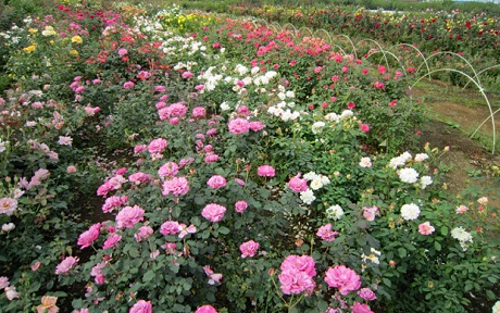 <em>素直に育つバラの苗。</em>東京都内にあるバラ苗専門の温室と農場で育てるバラ苗は、野菜畑で作られています。 素直に育つバラ、病気に強いバラ。そのポイントは台木にあります。<b>特集</b>