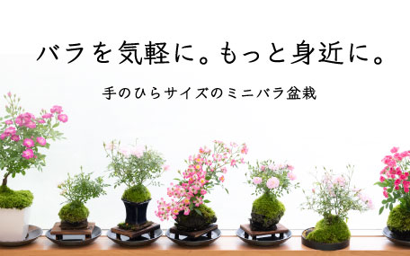 公式 バラ苗の通販ならー篠宮バラ園 東京