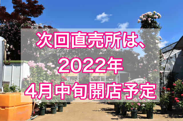 公式 バラ苗の通販ならー篠宮バラ園 東京