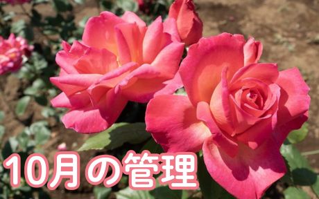 <em>10月の管理</em>気温が下がってくると、まちに待った秋バラの季節の到来です。<br> 夏の暑い間、一生懸命水やりをし、お世話をした結果がこの秋に出ます。 綺麗な花が咲く季節ではありますが、一方で注意すべきポイントがいくつかありますのでお伝えいたします。<br><b>バラの育て方</b>