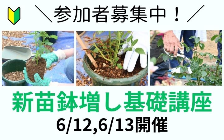 <em>初心者さん向け体験講座開催！</em>鉢増しを実際に行ってみましょう！そして新苗の育て方を学びましょう！<b>募集中</b>